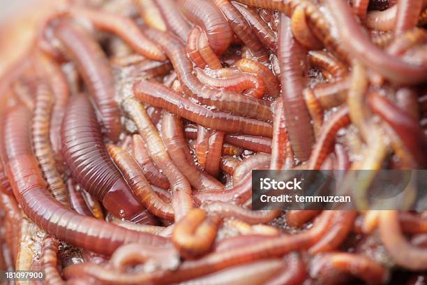 Lombrico - Fotografie stock e altre immagini di Vermicompost - Vermicompost, Agricoltura, Anellide