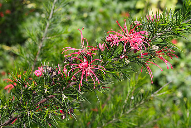 Red flowering Grevillea juniperina prickly spider flower (Grevillea juniperina) is a flowering shrub that is native to New South Wales in Australia. It is evergreen, and because of its spiny needles it has the appearance of a flowering fir tree. It is known as the juniper or juniper-leaved Grevillea, and because of their shape the red flowers are described as spider flowers. Spine-like leaves are an adaptation to life in dry conditions, and this shrub, when grown in a garden, prefers full sunlight. Also here: . grevillea juniperina stock pictures, royalty-free photos & images