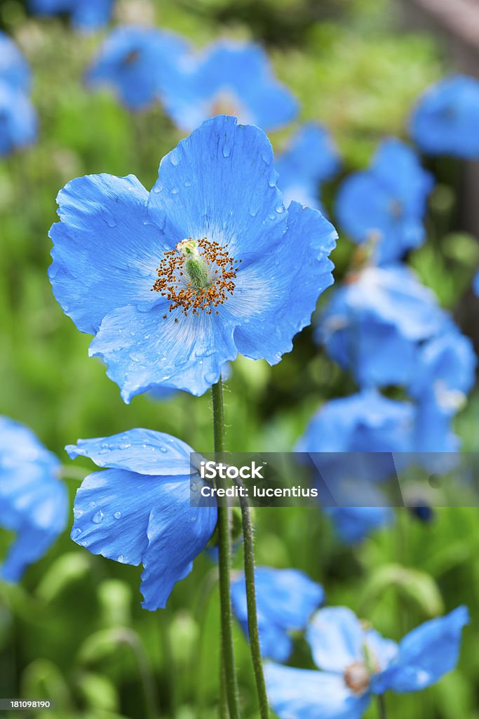 Meconopsis amapola azul - Foto de stock de Amapola azul libre de derechos