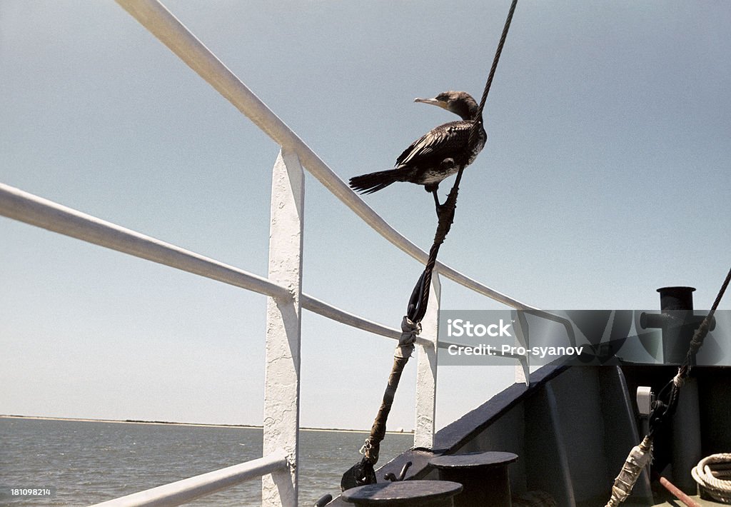 Cormorant. Cormorant, who has made an emergency landing on board the ship. Bird Stock Photo