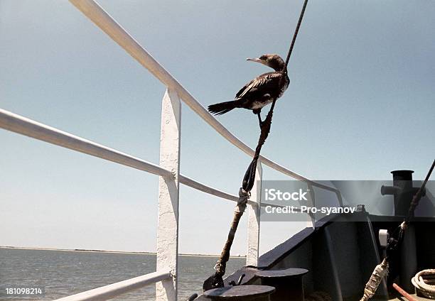 Cormorant Stock Photo - Download Image Now - Bird, Bollard, Caspian Sea