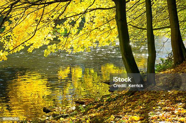 Laubwaldes Im Herbst Ahorn In Einem Fluss Stockfoto und mehr Bilder von Ahorn - Ahorn, Ast - Pflanzenbestandteil, Baum