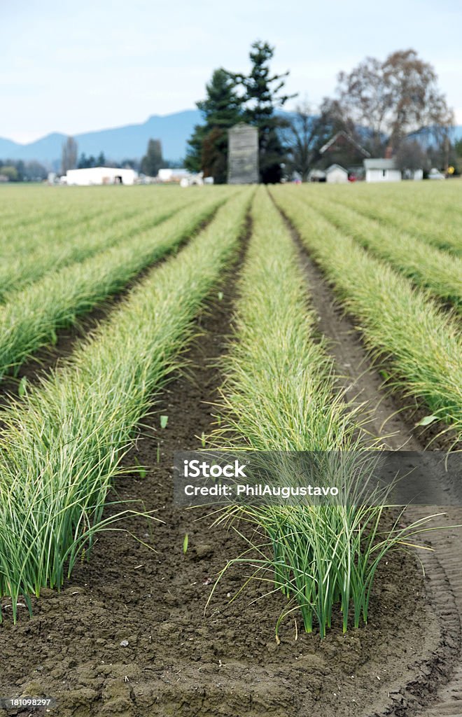 Cebola verde crescente de Skagit Valley WA - Foto de stock de Cebola royalty-free