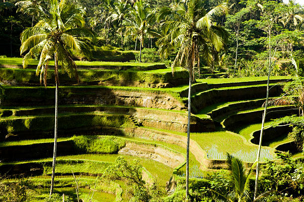 istock Bali Ubud Indonesia rice paddy 181098520