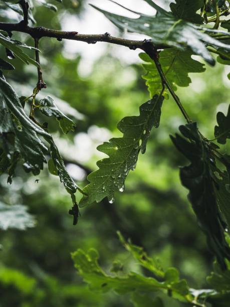 istock Oak leaf on a tree after rain, water droplets on the leaf 1810985209
