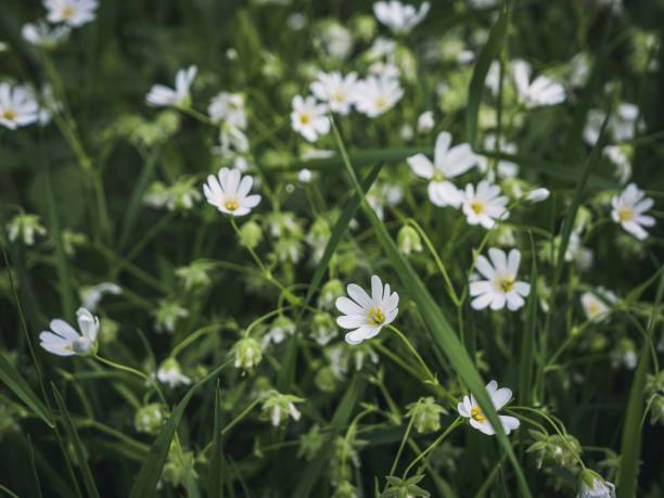 istock White greater stitchwort wild flowers on a field meadow 1810985690