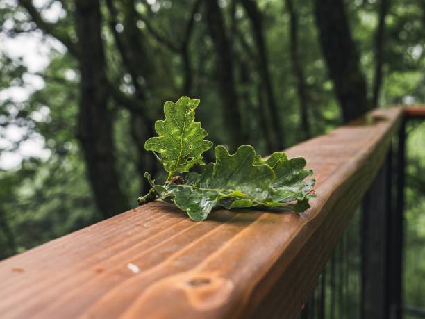 istock Green oak leaves on a forest balcony, closeup shot, blurred background 1810985772