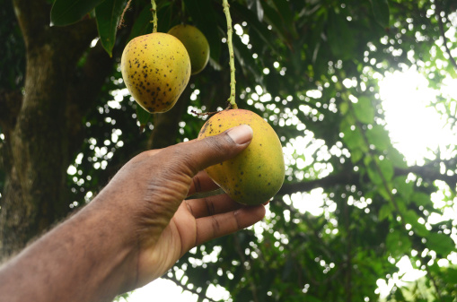 picking a fresh mango from tree