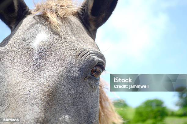 Horseye - zdjęcia stockowe i więcej obrazów Część ciała zwierzęcia - Część ciała zwierzęcia, Fotografika, Głowa zwierzęcia