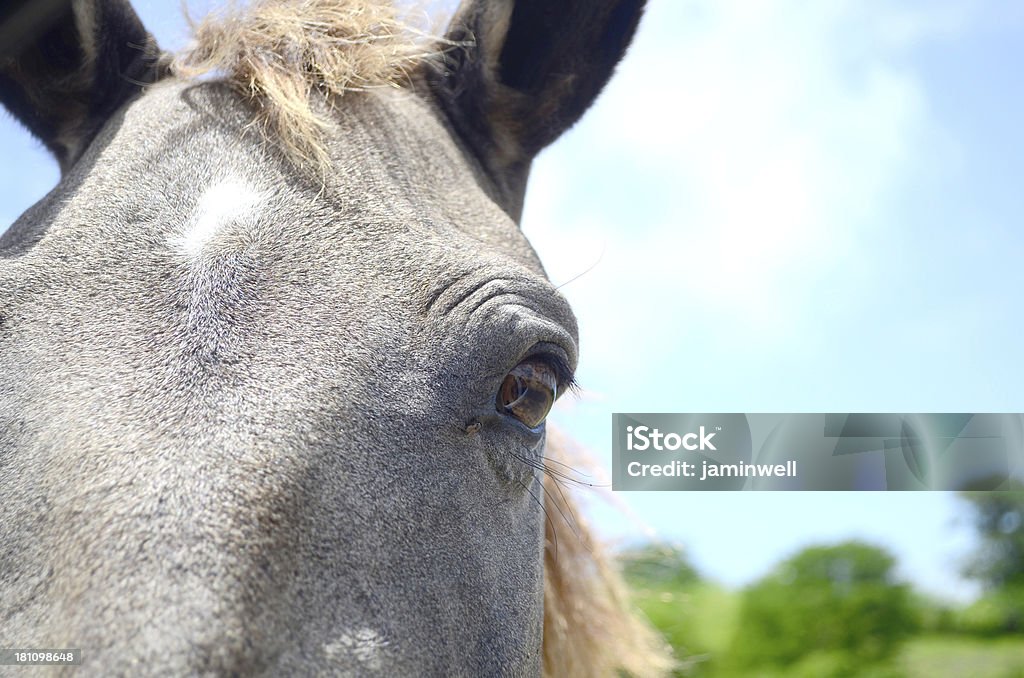 Лошадь глаз - Стоковые фото Внимательно смотреть роялти-фри