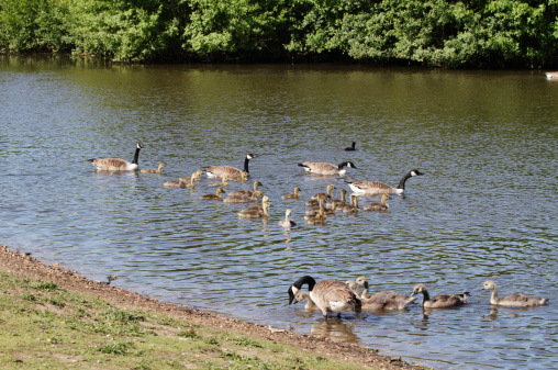 These three Canada goose (Branta canadensis) families look as if they are about to intermingle. The two sets of parents at the top are headed out to open water, but their two sets of goslings seem keen to join the third family that is stepping ashore. This is Seven Island Pond on Mitcham Common, Surrey, England.