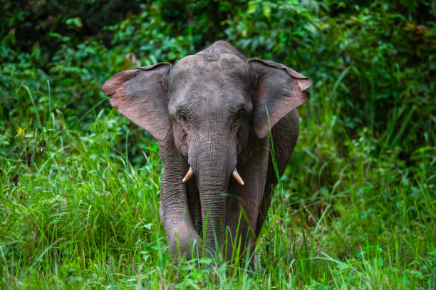 istock Male Asian elephant in nature 1810988444