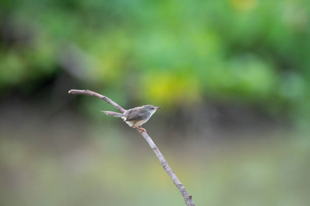 le prinia uni ou prinia à sourcils blancs est perché sur une branche et a un fond vert - bird spring branch phoebe photos et images de collection