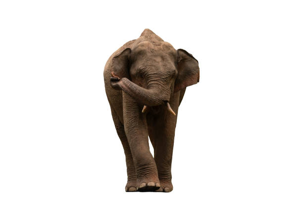 istock Male Asian elephant isolated on white background 1810988453