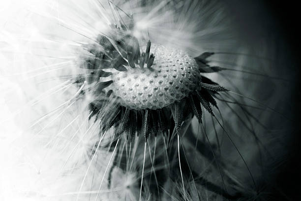 istock Macro Shot Of Dandelion Seed 181098848