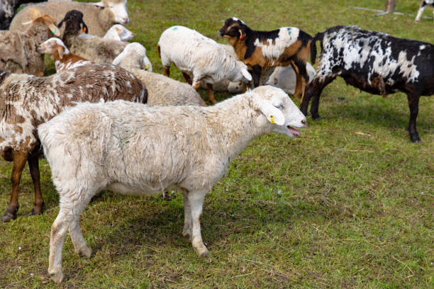istock Cordero Manchego, Katahdin, Dorper Sheep Lambs Baaing on the Farm 1810989527