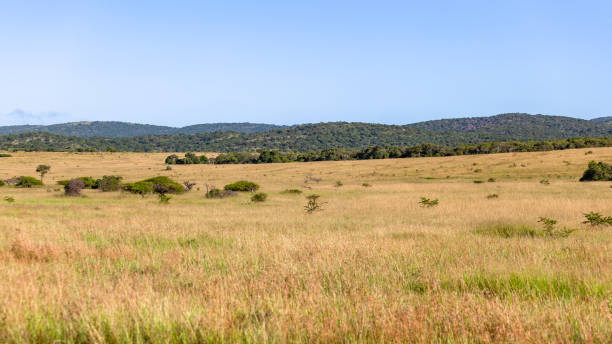 istock Grasslands Trees Hills Wildlife Landscape 1810990046