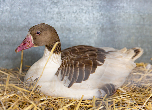 Oland, Scania, Pomeranian Goose Trio - Brown and White Plumage, Captive in Cage with Straw Bedding