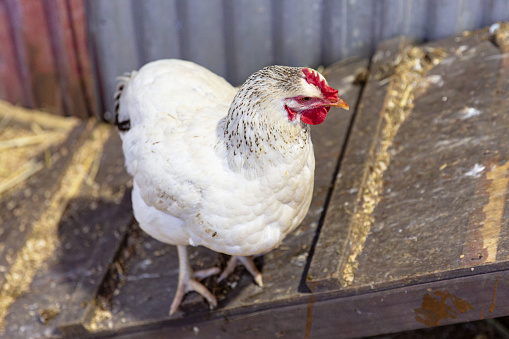 White Sussex Hen on Wooden Perch, Speckled Plumage, Livestock in Rustic Barn Setting