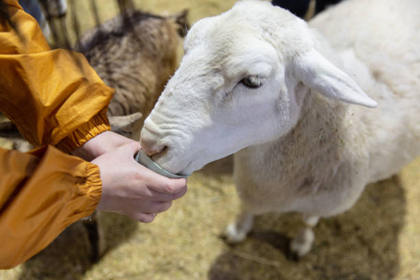istock Tender Interaction, Human Feeding White Dorper, Katahdin Sheep 1810990085