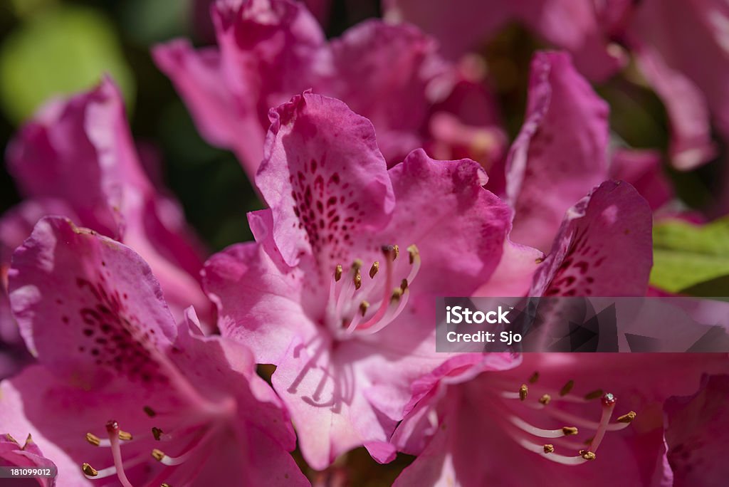 Macro de Rhododendron - Photo de Azalée libre de droits