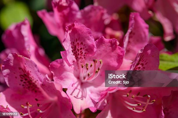 Photo libre de droit de Macro De Rhododendron banque d'images et plus d'images libres de droit de Azalée - Azalée, Beauté de la nature, Capitule