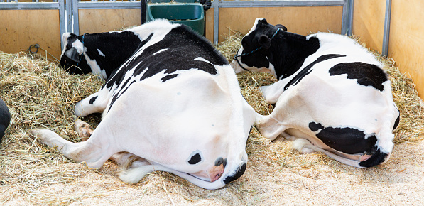 Side View of Black and White Holstein Cows Resting, Comfortably Lying Down on Hay Bedding in Livestock Enclosure