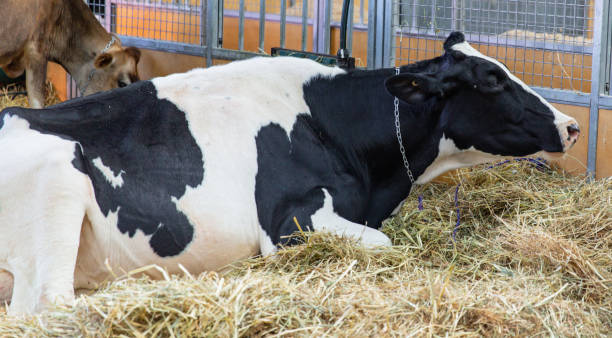istock Close-up of Holstein Cow's Face, Black and White Features 1810990415