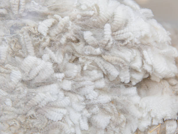 istock Huacaya Alpaca Fleece, Soft and Crimped Texture 1810990635