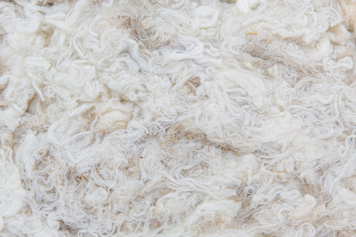 Superfine Merino Ewe's Skirted Fleece Captured in Detail, The Essence of Wether's Wool and Textile Purity