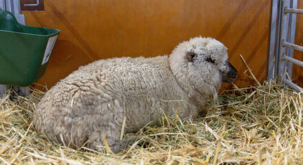 istock Tranquil Shropshire Sheep Unwinding in Traditional Farm Barn 1810990671