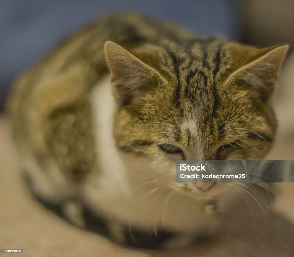 gato - Foto de stock de Almohada libre de derechos