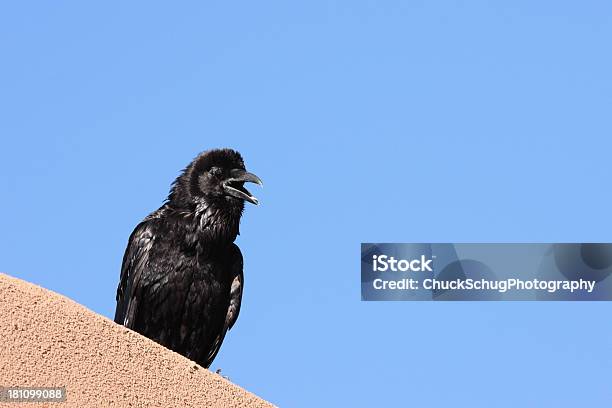 Raven Corvus Corax Pájaro Posición Elevada Foto de stock y más banco de imágenes de Arriba de - Arriba de, Cuervo, Acechar - Caza