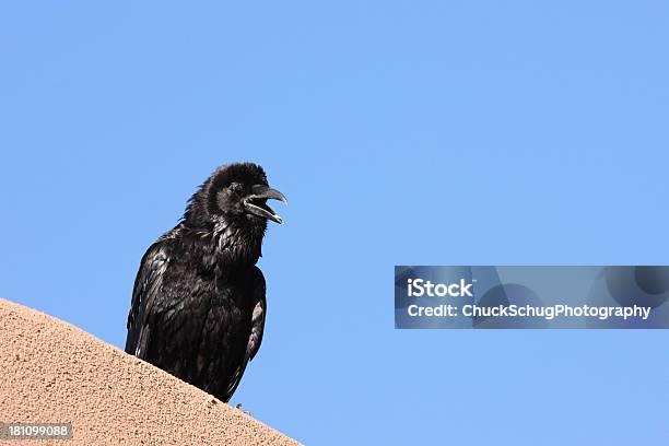 Foto de Raven Corvus Corax Perching Pássaros e mais fotos de stock de Acima - Acima, Corvo, Agressão