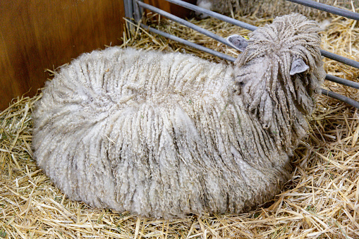 A Majestic English Leicester Sheep Curled Up in Hay, Its Wool a Testament to the Breed's Heritage