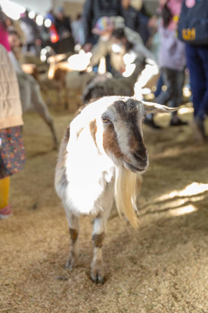istock Stoic Goat with Long White Beard in Straw-Filled Pen 1810991756