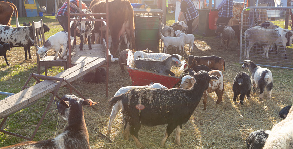 Lively Assortment of Goats and Sheep on a Farm, an Exemplar of Agricultural Diversity