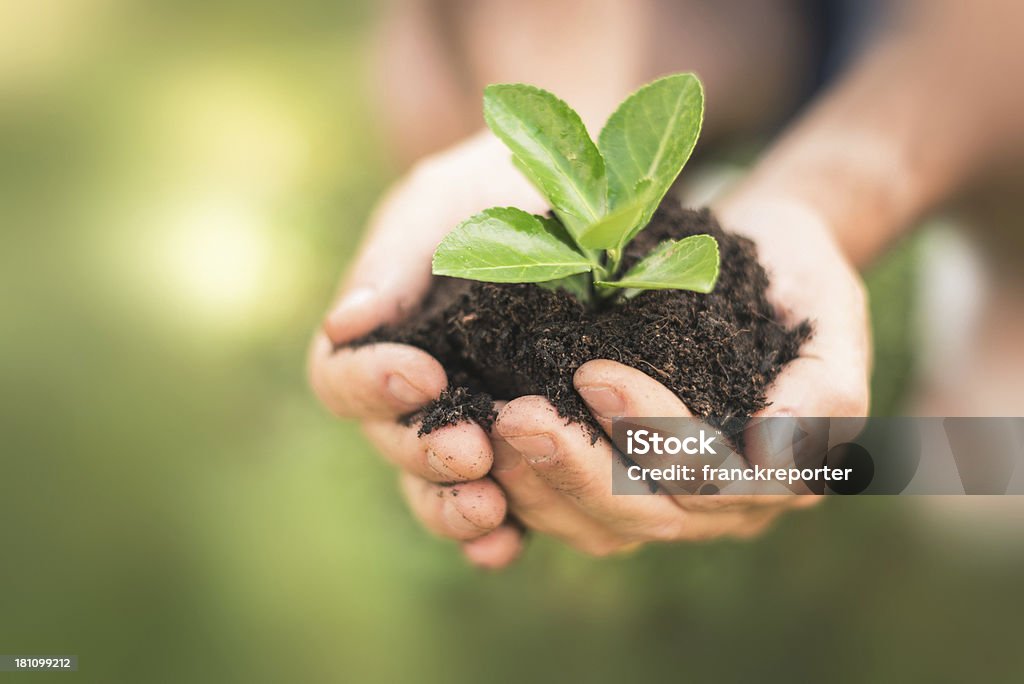 Mantener el crecimiento - Foto de stock de Agarrar libre de derechos