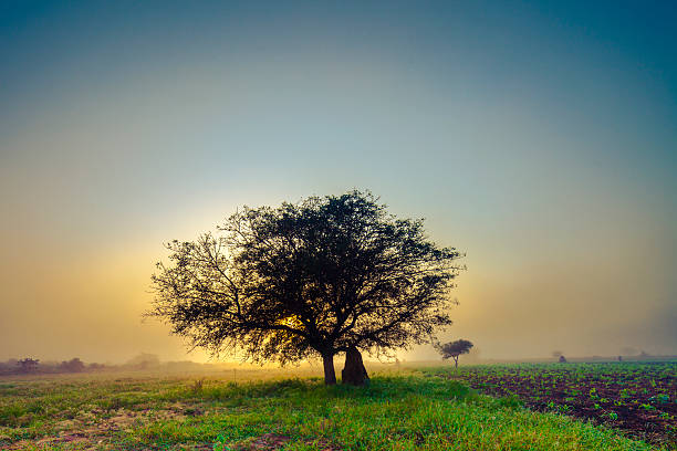 Sunrise over corn fields stock photo