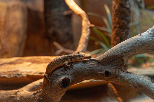 Sunlit Skink Lizard Basking on a Rustic Log, a Portrait of Reptilian Relaxation