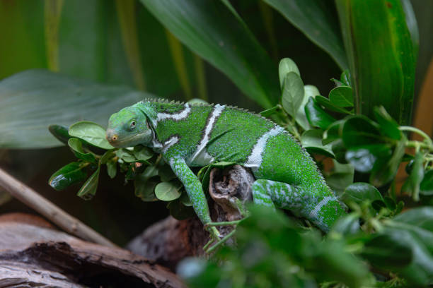 istock Green Chameleon Clinging to Branches in Lush Foliage 1810992310
