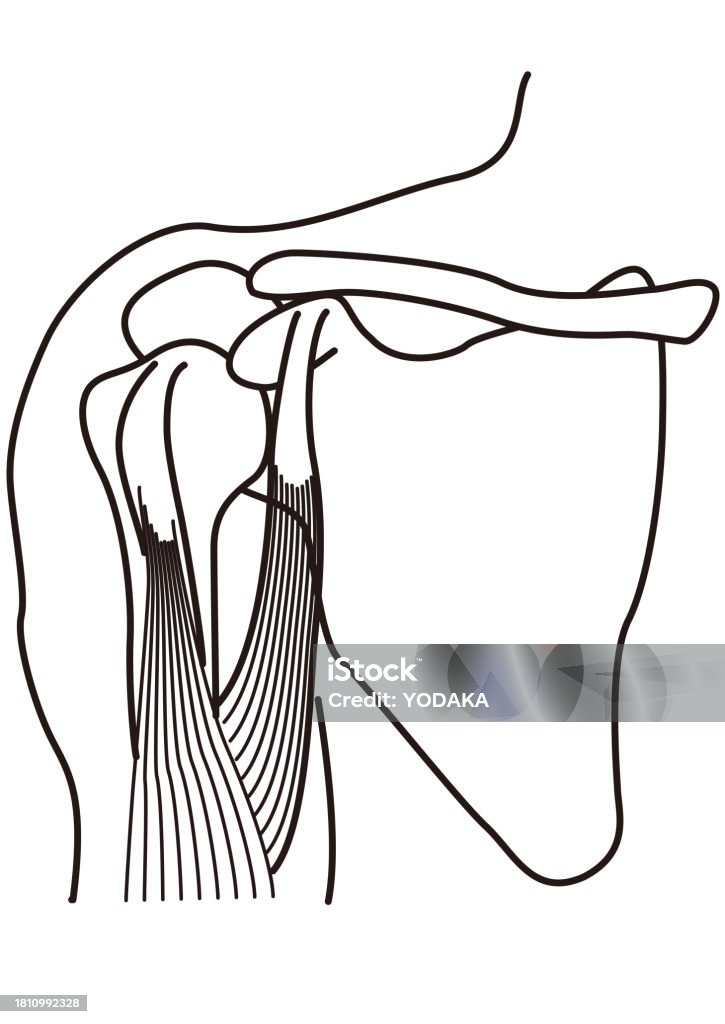 Structure Of The Human Shoulder Joint Stock Illustration Biology Diagrams