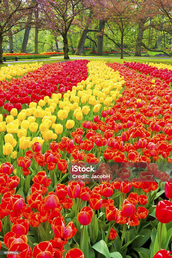 Spring Flowers in a Park "Park with multi-colored spring flowers. Location is the Keukenhof garden, Netherlands.Other tulip images:" Agricultural Field Stock Photo