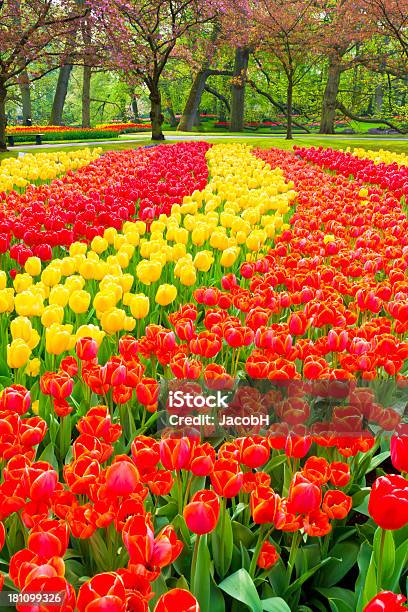 Spring Flowers In A Park Stock Photo - Download Image Now - Agricultural Field, Blue, Color Image