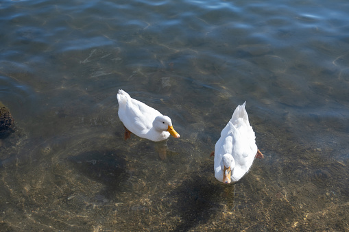 White ducks floating in the water.