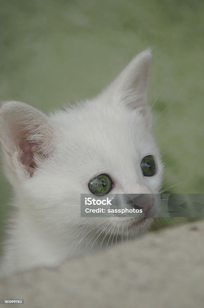 BIANCANEVE KITTY - Foto stock royalty-free di Accarezzare un animale