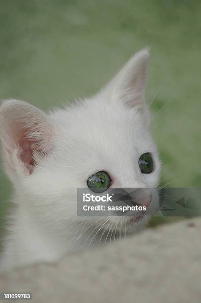 Biancaneve Kitty - Fotografie stock e altre immagini di Accarezzare un animale - Accarezzare un animale, Afferrare, Animale