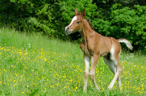 Asil Arabian foal (Asil means - this arabian horses are of pure egyptian descent) - about 14 days old on meadow