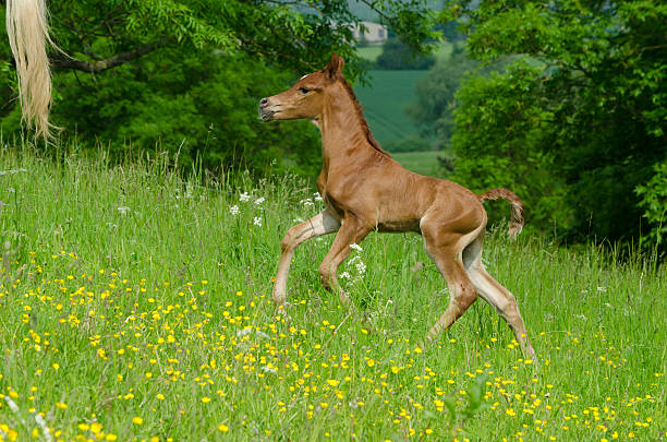 Asil Arabian foal (Asil means - this arabian horses are of pure egyptian descent) - about 14 days old in gallop on meadow. 