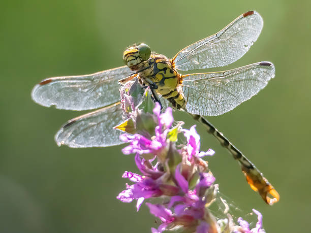 istock Onychogomphus forcipatus 1811003502